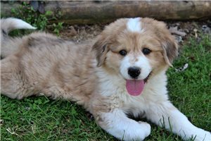 Gemma - Great Bernese for sale