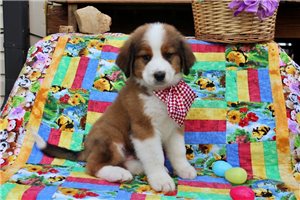 Kristopher - Great Bernese for sale