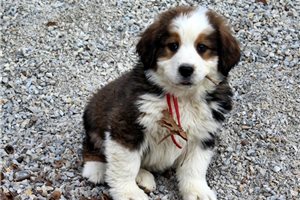 Keith - Great Bernese for sale