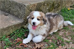 Grady - Great Bernese for sale