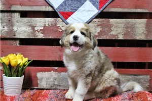 Grady - Great Bernese for sale