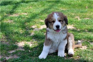 Gideon - Great Bernese for sale