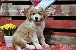 Gemma - puppy for sale