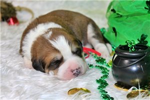 Gideon - Great Bernese for sale