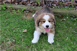 Graham - Great Bernese for sale