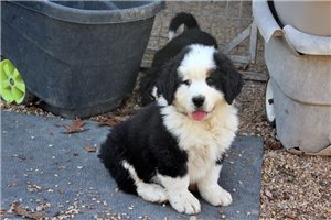 Kole - puppy for sale