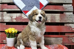 Gideon - puppy for sale
