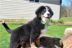 Kash - Great Bernese for sale