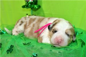 Genevieve - puppy for sale