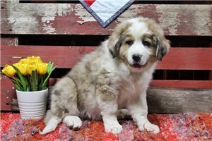 Grady - Great Bernese for sale