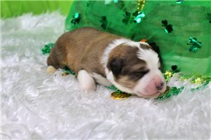 Graham - puppy for sale