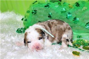 Griffin - puppy for sale