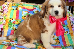 Karlie - puppy for sale