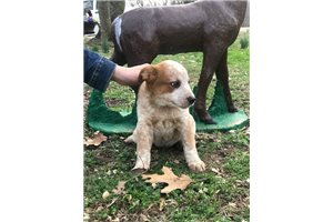 Everest - Australian Cattle Dog/Blue Heeler for sale