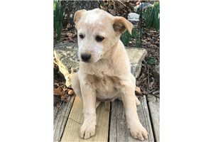 Amaris - Australian Cattle Dog/Blue Heeler for sale