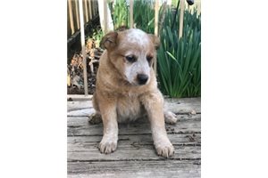 Jamar - Australian Cattle Dog/Blue Heeler for sale