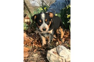 Karsen - Australian Cattle Dog/Blue Heeler for sale