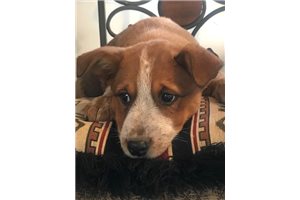 Karma - Australian Cattle Dog/Blue Heeler for sale