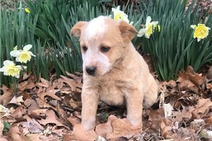 Maud - Australian Cattle Dog/Blue Heeler for sale