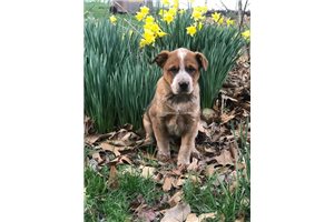 Rowdy - Australian Cattle Dog/Blue Heeler for sale