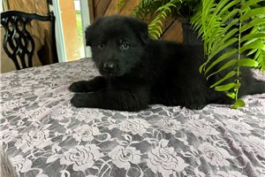 Ophelia - German Shepherd for sale