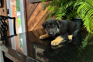 Bjorn - German Shepherd for sale