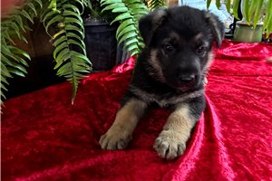 Anton - German Shepherd for sale