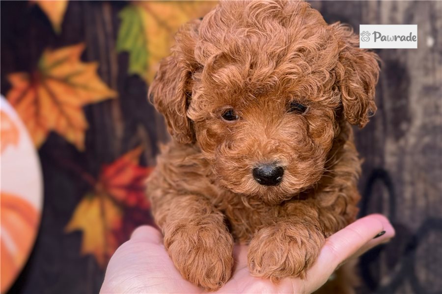Torah - Toy Poodle for sale