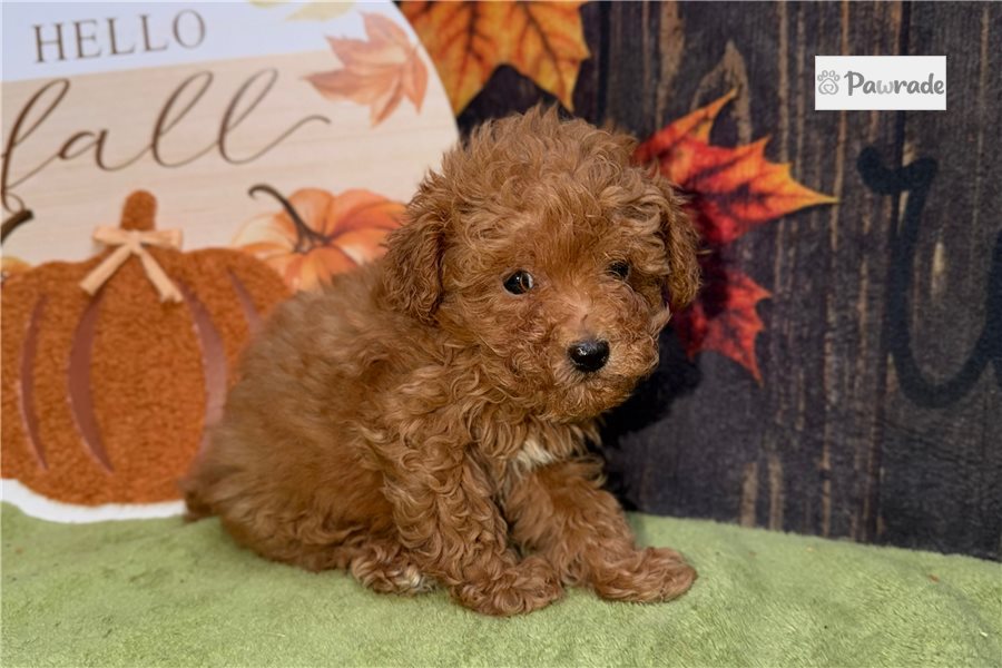Tizzy - Toy Poodle for sale