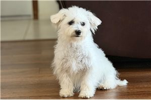 Clara - Bichon Frise for sale