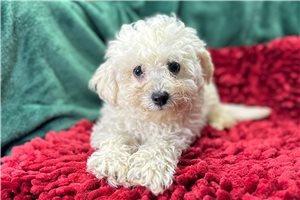 Gotti - puppy for sale
