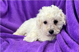 Gemma - puppy for sale