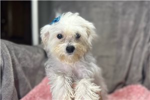 Cleo - puppy for sale