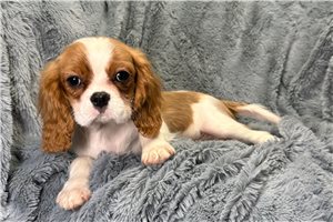 Ben - puppy for sale
