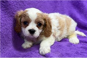 Rae - Cavalier King Charles Spaniel for sale