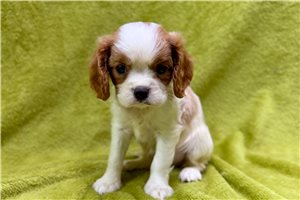 Wade - Cavalier King Charles Spaniel for sale