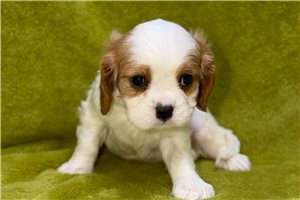Xavier - Cavalier King Charles Spaniel for sale