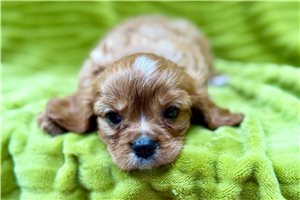 Ripley - puppy for sale