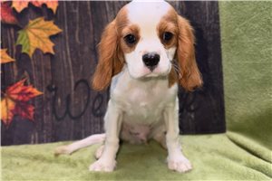 Wade - Cavalier King Charles Spaniel for sale