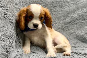 Wade - Cavalier King Charles Spaniel for sale