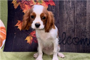 Xander - Cavalier King Charles Spaniel for sale