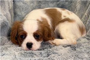 Chien - Cavalier King Charles Spaniel for sale