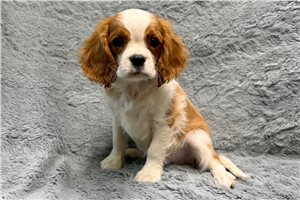 Adam - Cavalier King Charles Spaniel for sale
