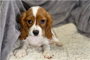 Dean - Cavalier King Charles Spaniel for sale