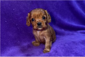 Arlene - Cavalier King Charles Spaniel for sale