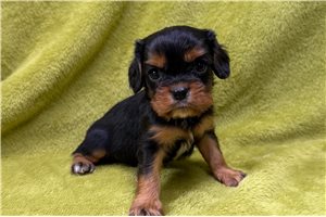 Amos - puppy for sale