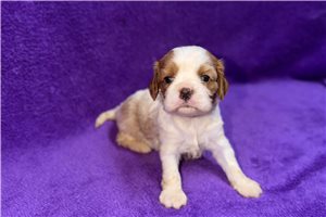 Wanda - puppy for sale