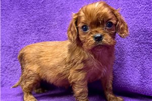 Cami - Cavalier King Charles Spaniel for sale