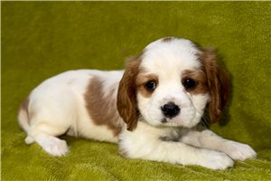 Xander - Cavalier King Charles Spaniel for sale