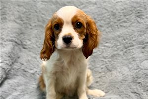 Wagner - Cavalier King Charles Spaniel for sale